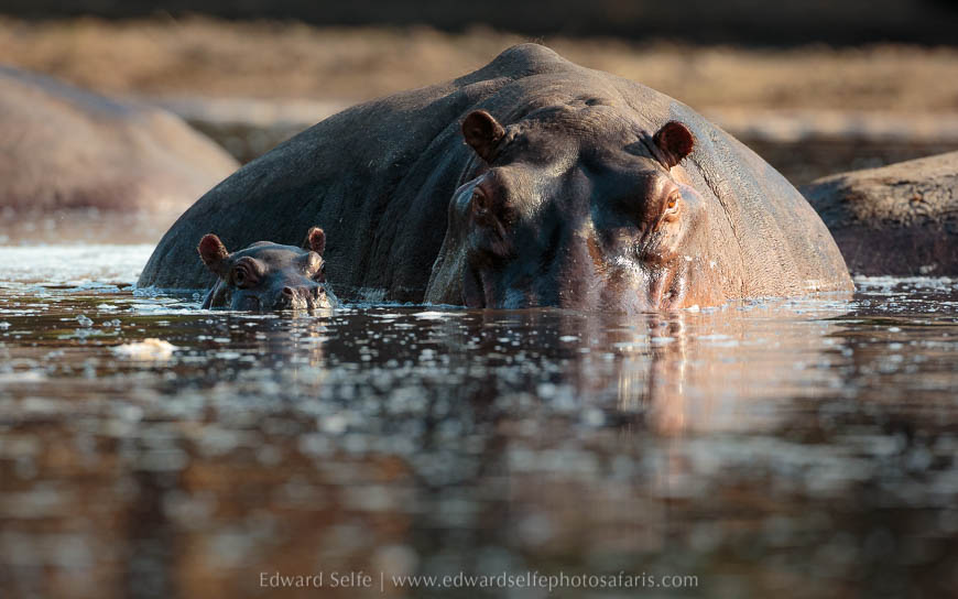 Wildlife image from photo safari with edward selfe safaris.