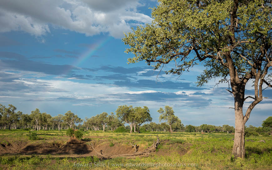 Wildlife image on photo safari with edward selfe in south luangwa national park.