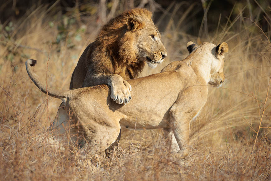 Images of wildlife from photo safari with edward selfe in the nsefu sector.