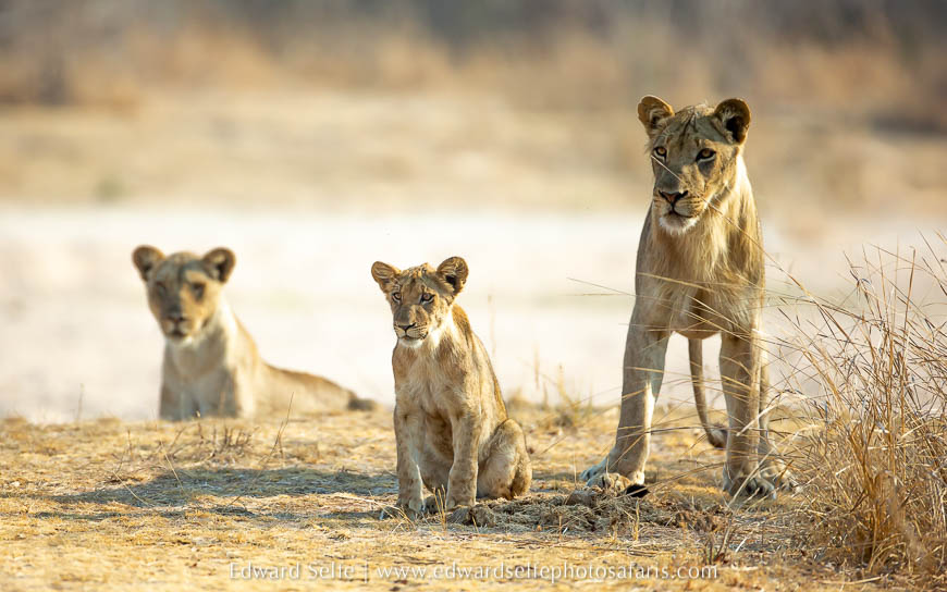 Wildlife image from photo safari with edward selfe.