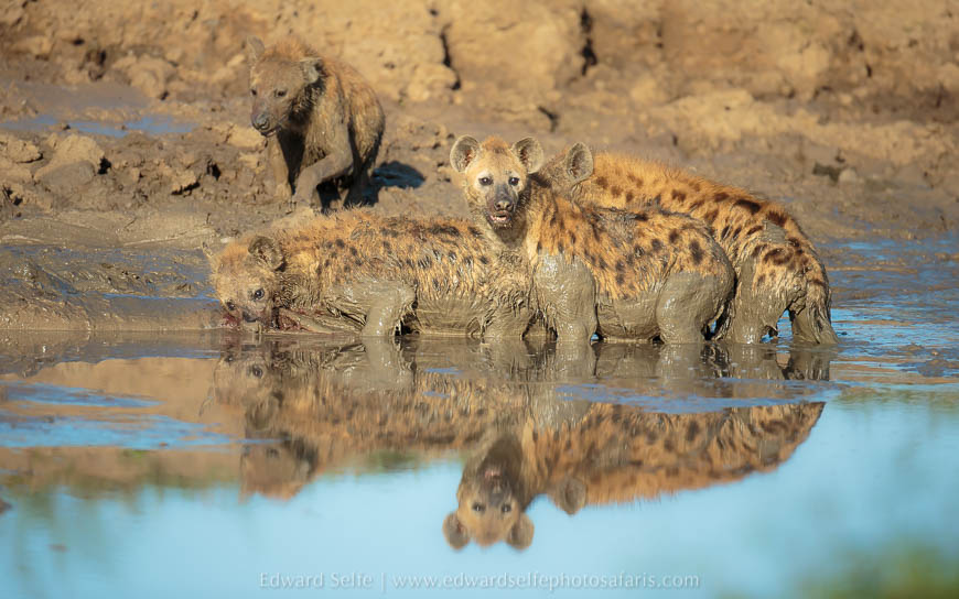 Wildlife image from photo safari with edward selfe.
