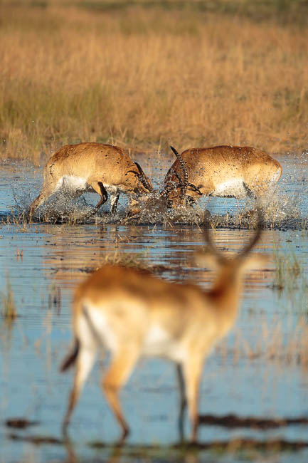 Images of wildlife from photo safari with edward selfe