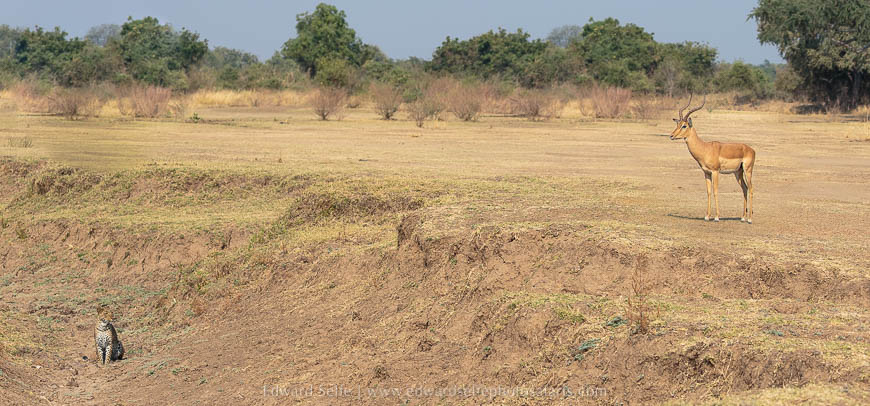 Leopard hunting impala on photo safari with edward selfe in south luangwa national park.