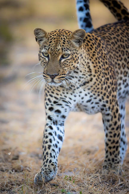 Images of wildlife from photo safari with edward selfe in south luangwa.