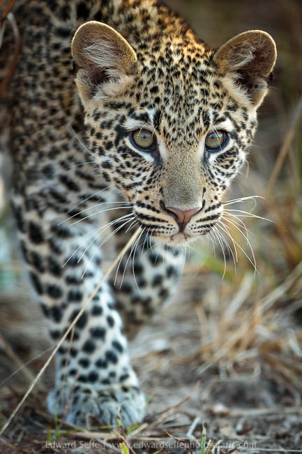 Wildlife image from a photo safari with edward selfe.