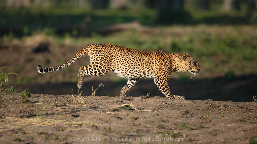 Wildlife image from photo safari with edward selfe.