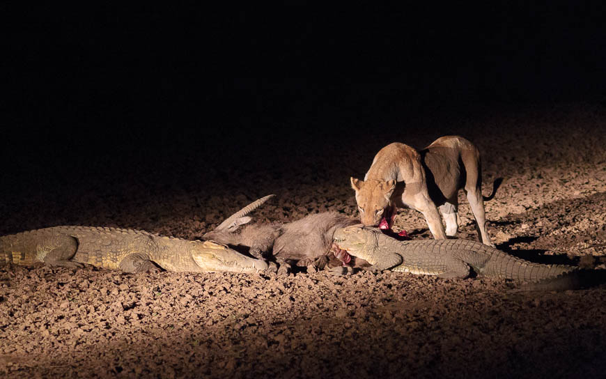 Wildlife image from photo safari with edward selfe in south luangwa national park.