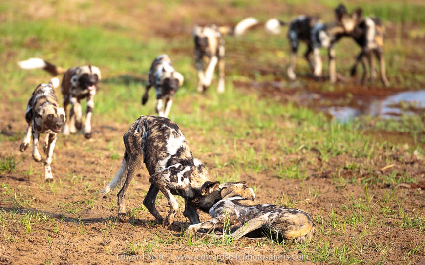 Wildlife image from photo safari with edward selfe.