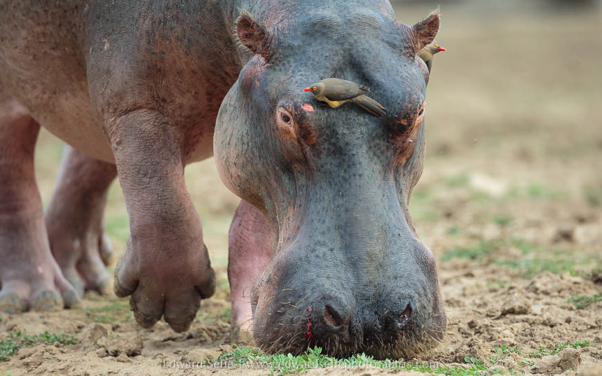 Wildlife image from photo safari with edward selfe in south luangwa national park.