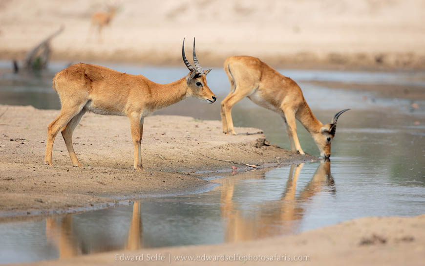 Wildlife image from photo safari with edward selfe in south luangwa national park.