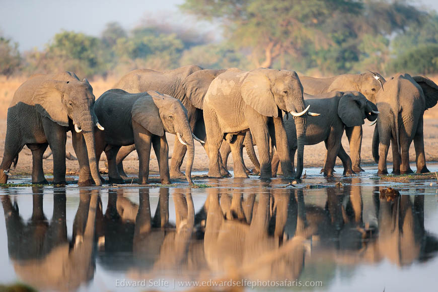 Wildlife image from photo safari with edward selfe in south luangwa national park.