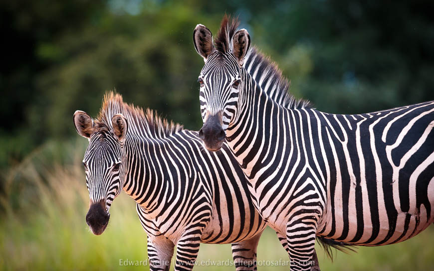 Wildlife image from photo safari with edward selfe.