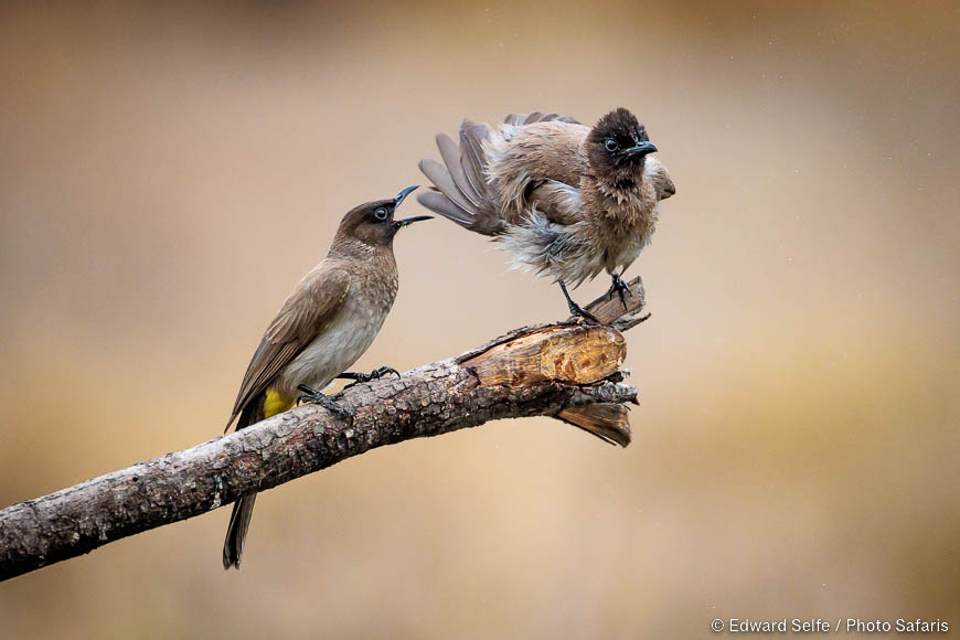 Wildlife image of a bird by edward selfe from photo safari in zambia.