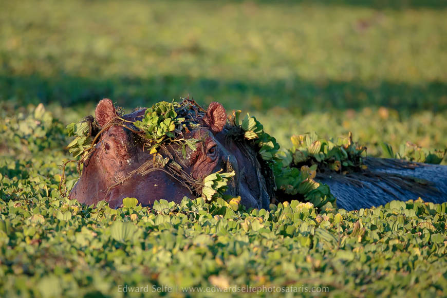 Wildlife image from photo safari with edward selfe.