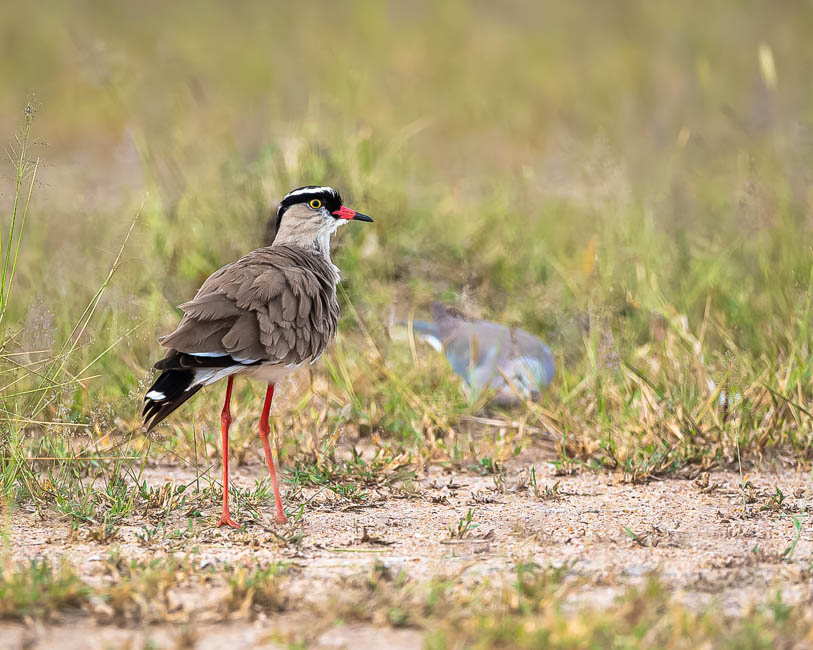 Wildlife image from South Luangwa by Mike White