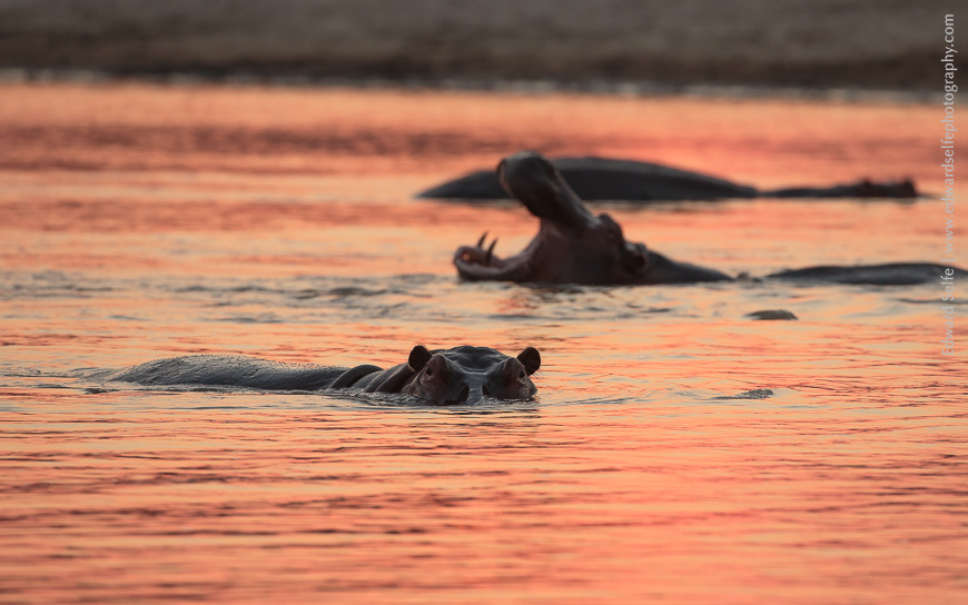 Sundowners with hippos in the Luangwa River.