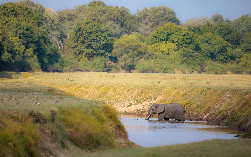 Images of wildlife from photo safari with edward selfe in the nsefu sector.