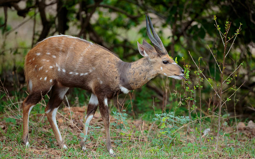 Wildlife image from photo safari with edward selfe in south luangwa national park.