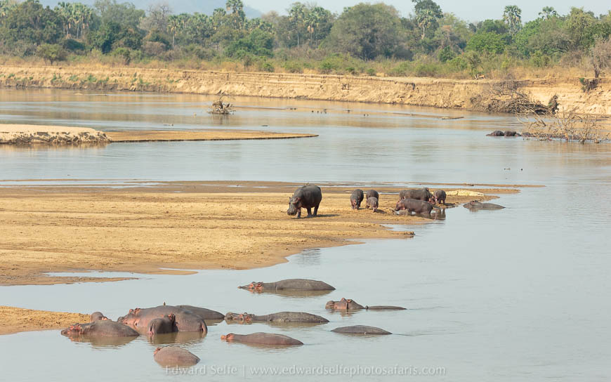 Wildlife image from photo safari with edward selfe in south luangwa national park.
