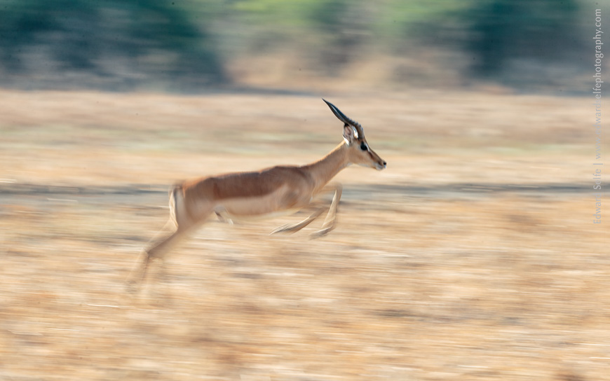 Using panning blur to create beautiful images of running impala.