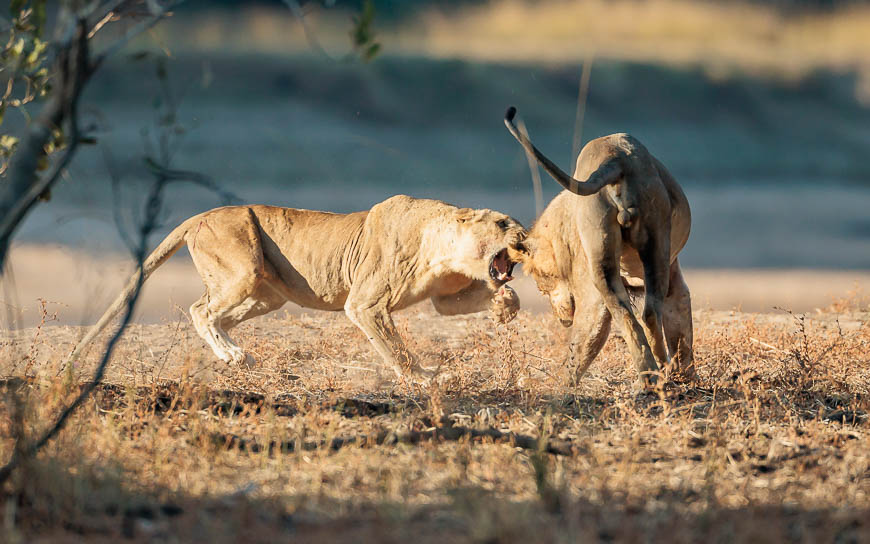 Images of wildlife from photo safari with edward selfe in the south luangwa np.