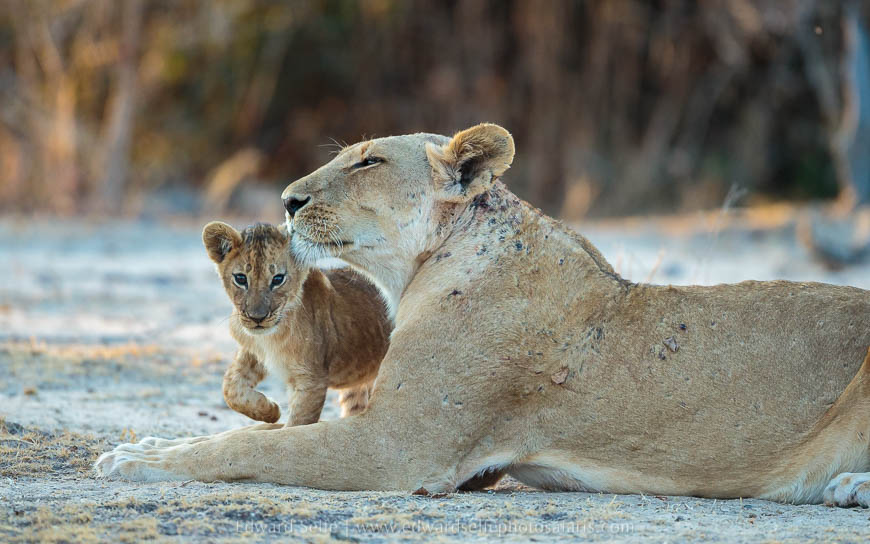 Wildlife image from photo safari with edward selfe in south luangwa national park.
