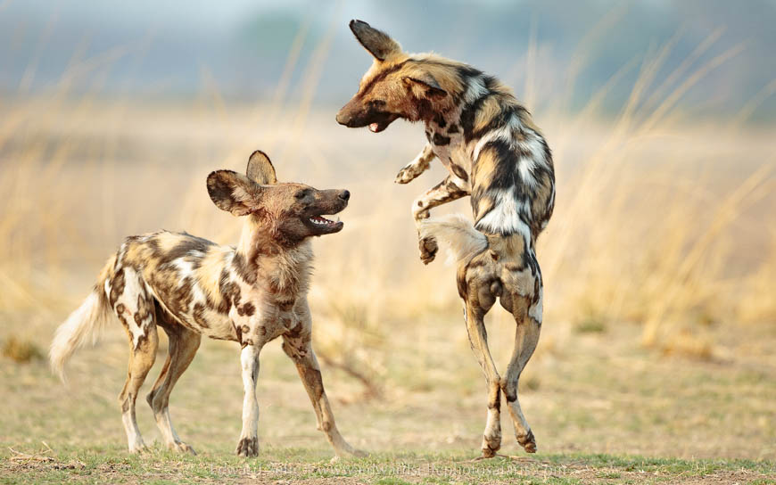 Wildlife image from photo safari with edward selfe in south luangwa national park.