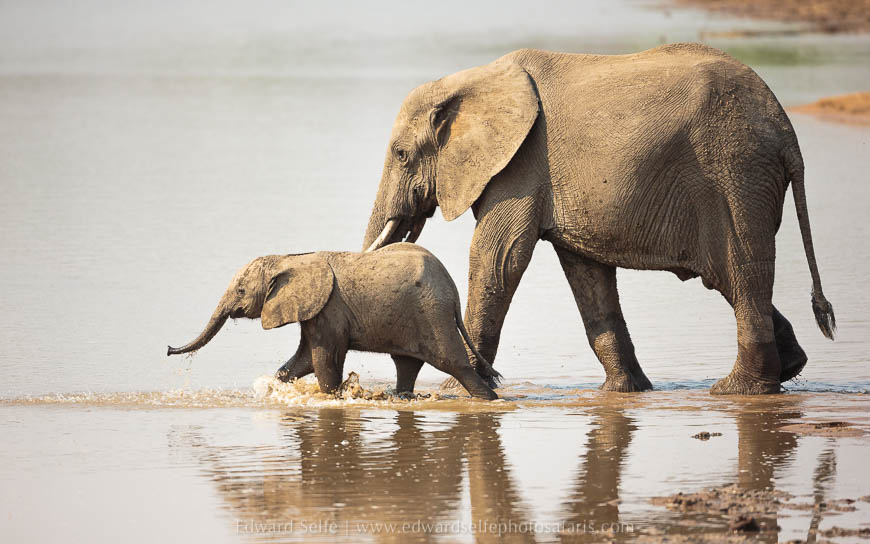 Wildlife image from photo safari with edward selfe in south luangwa national park.