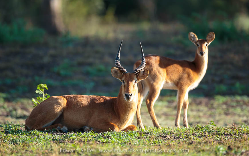 Wildlife image from photo safari with edward selfe.