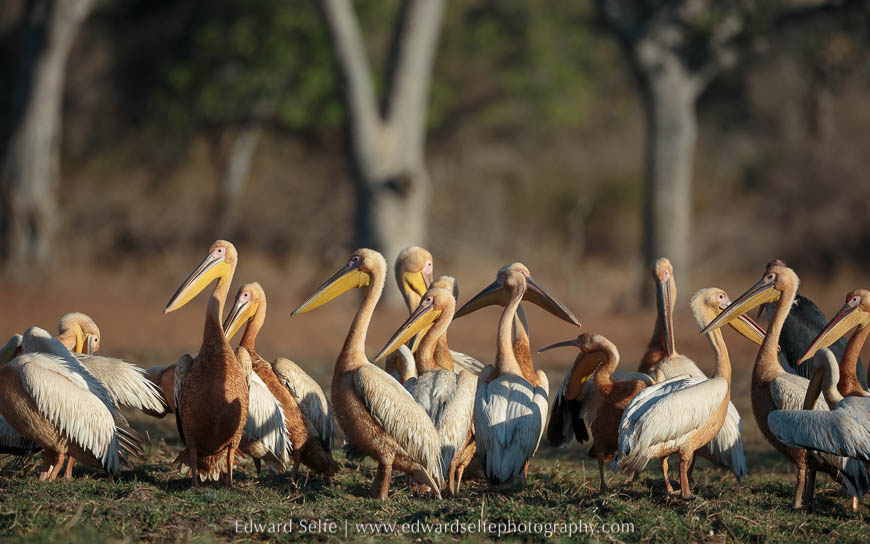 Great white pelicans lined up against mature trees on photo safari in south luangwa national park.