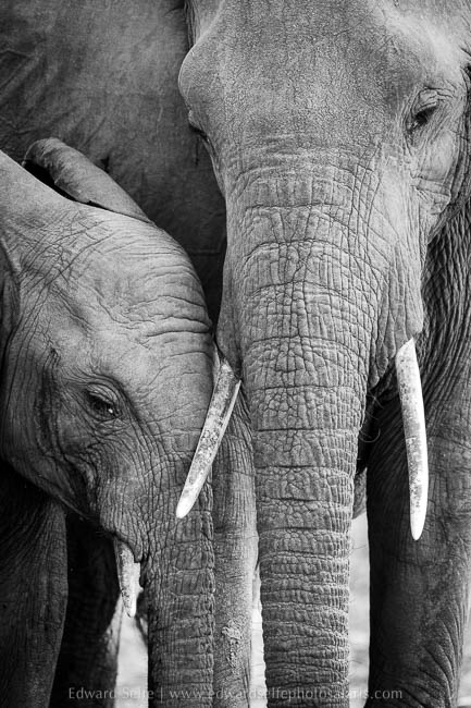 Wildlife image from photo safari with edward selfe in south luangwa national park.