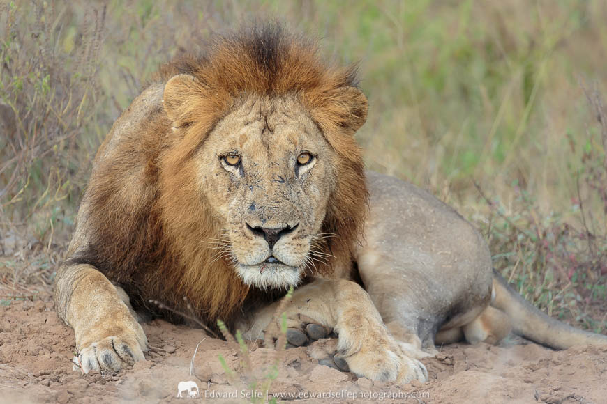 A large male lion eyes us suspiciously in Mana Pools National Park.