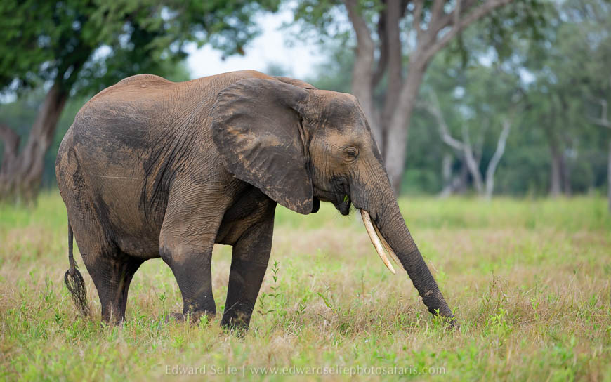 Wildlife image from photo safari with edward selfe.