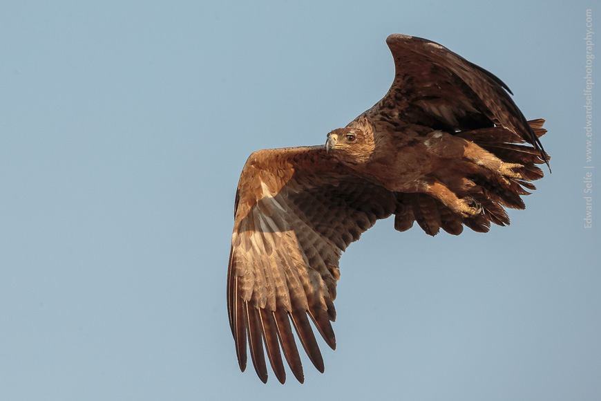 A Tawny Eagle takes flight in South Luangwa.