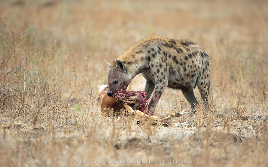 A hyaena feeds on a leopards impala kill photo safari in south luangwa national park.