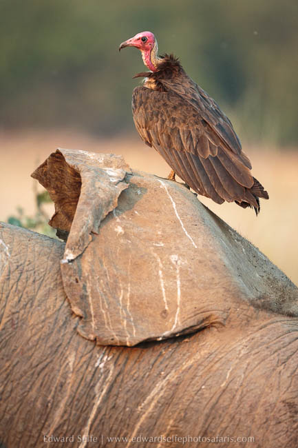 A vulture rests on an elephant’s ear photo safari with edward selfe in south luangwa national park.