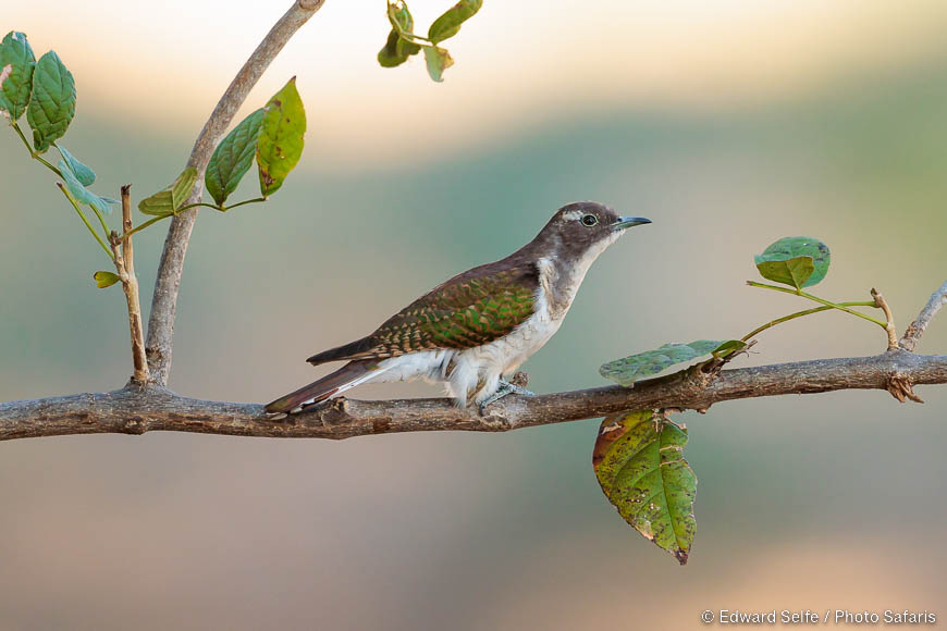 Wildlife image of a bird by edward selfe from photo safari in zambia.