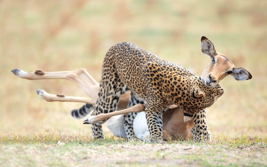 Leopard makes a kill on photo safari in south luangwa national park.