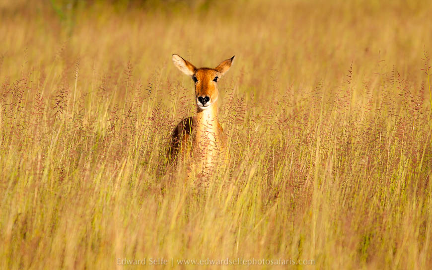 Wildlife image from photo safari with edward selfe in south luangwa national park.