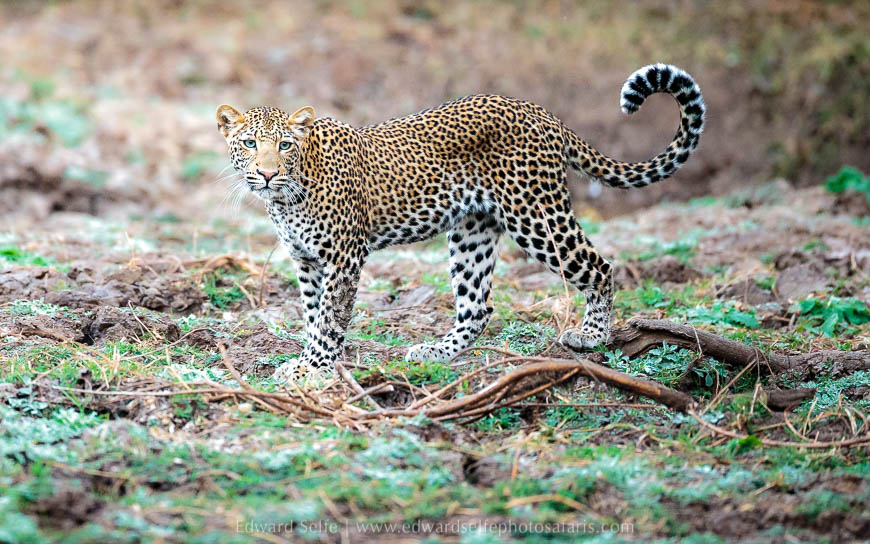 Wildlife image from photo safari with edward selfe in south luangwa national park.