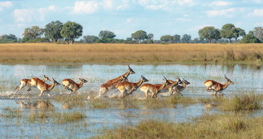 Images of wildlife from photo safari with edward selfe
