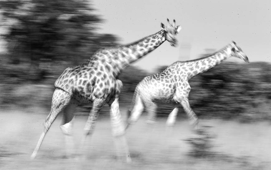 Images of wildlife from photo safari with edward selfe