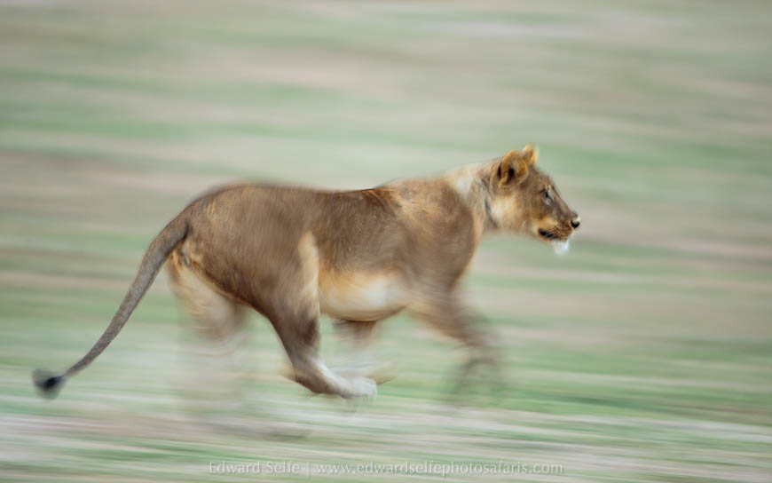 Wildlife image from photo safari with edward selfe in south luangwa national park.
