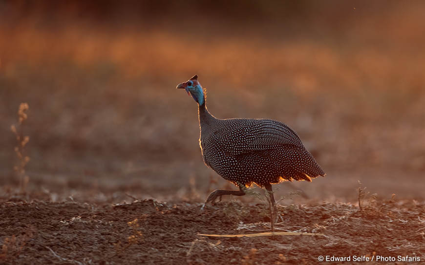Wildlife image by edward selfe to illustrate the importance of a good background in shot.