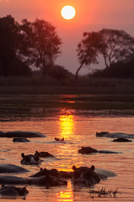 Images of wildlife from photo safari with edward selfe in zambia.