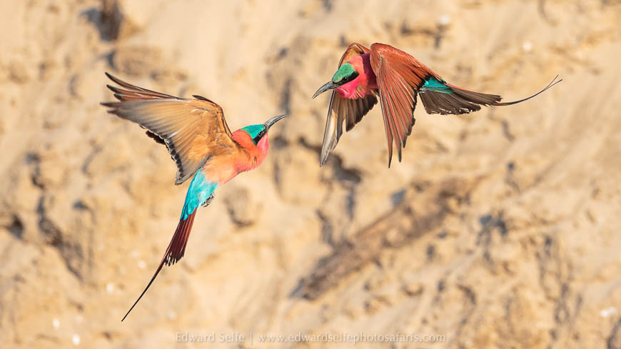 Carmine bee-eaters on photo safari with Edward Selfe in South Luangwa National Park./><figcaption align=justify