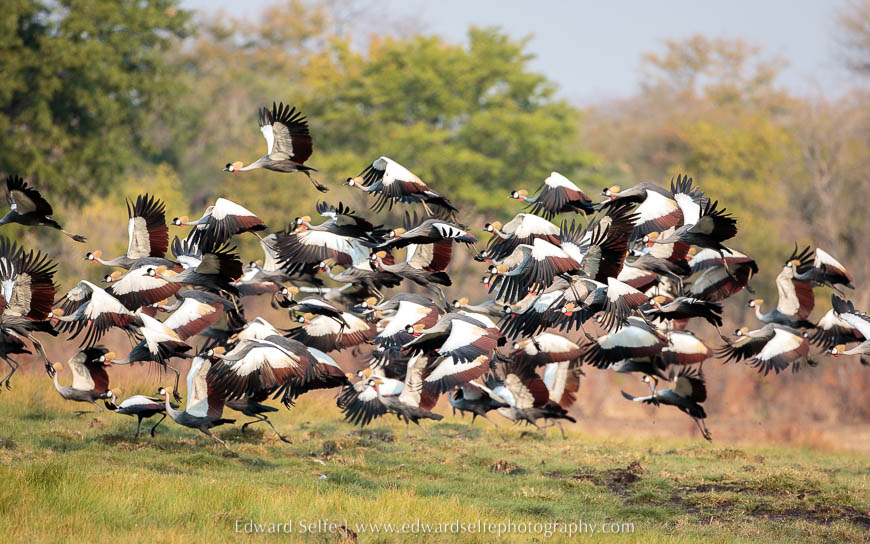 A flock of Cranes in South Luangwa National Park