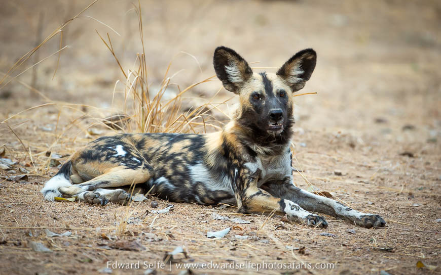 Wildlife image from photo safari with edward selfe.
