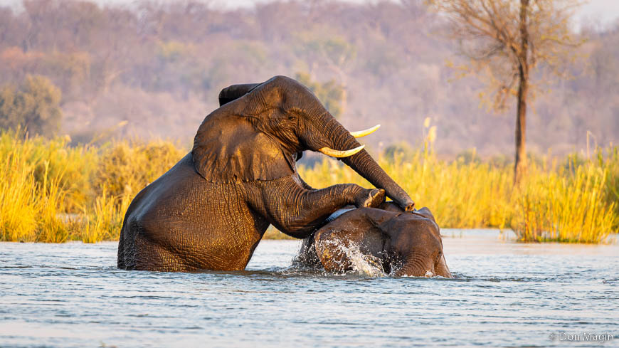 Wildlife image by don magin from a photo safari in zambia and zimbabwe with edward selfe.