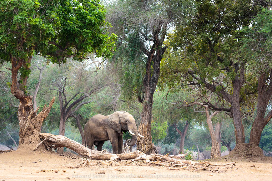 Wildlife image from photo safari with edward selfe safaris.